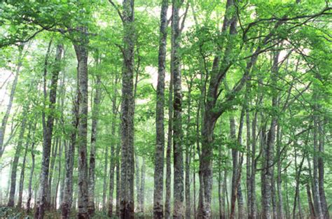 陽樹林 陰樹林|植生の遷移／裸地から森林ができるまで